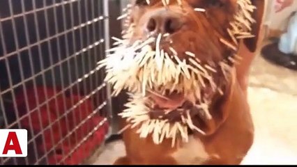 Kirpiye saldıran köpeğin hazin sonu