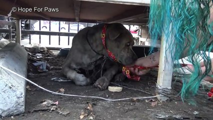 Pit Bull idoso e cego esperou a vida inteira para ser resgatado