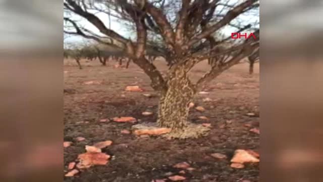 Şanlıurfa Yaprak Kurdu Ağaçları İstila Etti