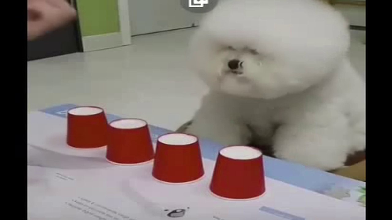 TRÈS DRÔLES D'ANIMAUX - JEU EN DÉS