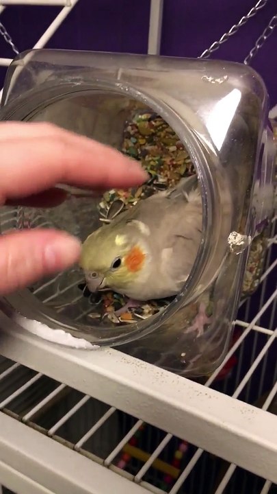 Bossy Cockatiel Wants Her Seeds