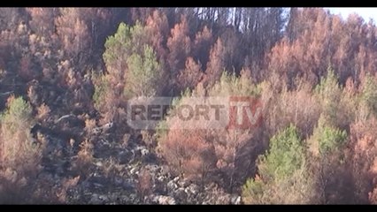 Report TV - Kurora e djegur e Laçit, deri më tani asnjë pishë e mbjellë
