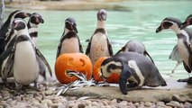 “Halloween” në kopshtin zoologjik  - Top Channel Albania - News - Lajme