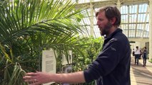 Reabre invernadero con las plantas más raras del mundo
