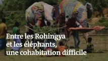 Un camp rohingya s’organise pour repousser les éléphants