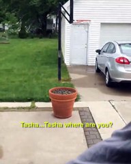 "The dog thought she was so sneaky when she didn’t want to come inside" 