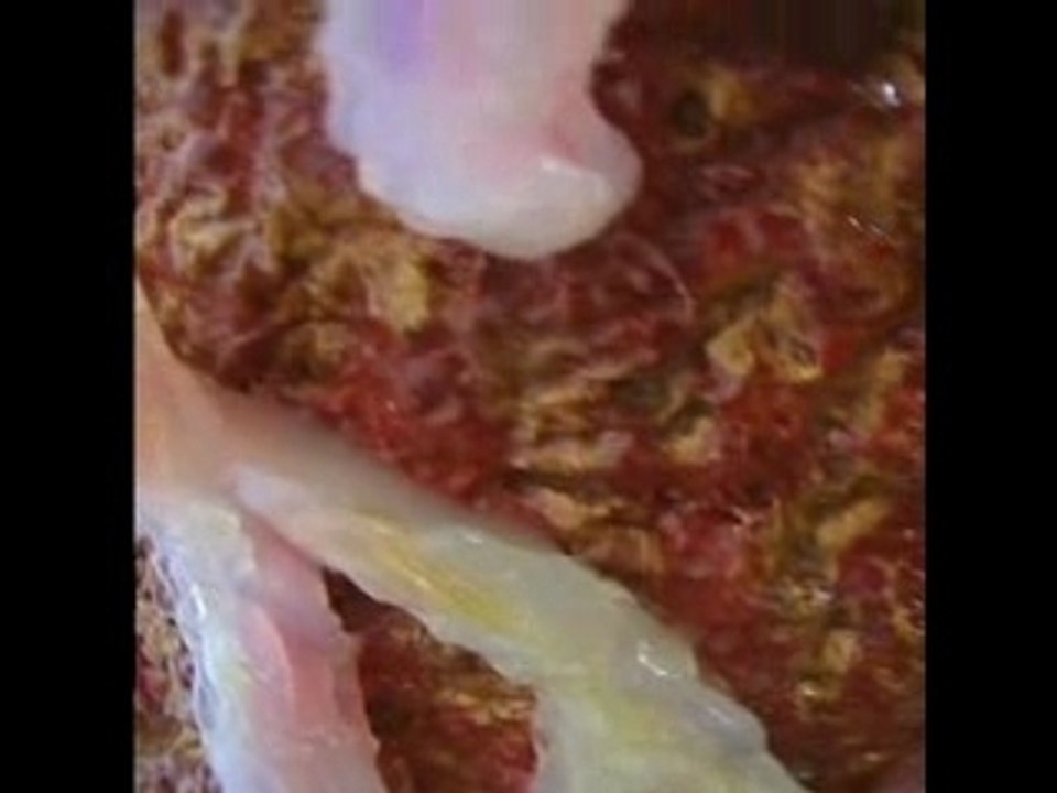 Video agora