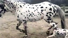 Calul dalmatian