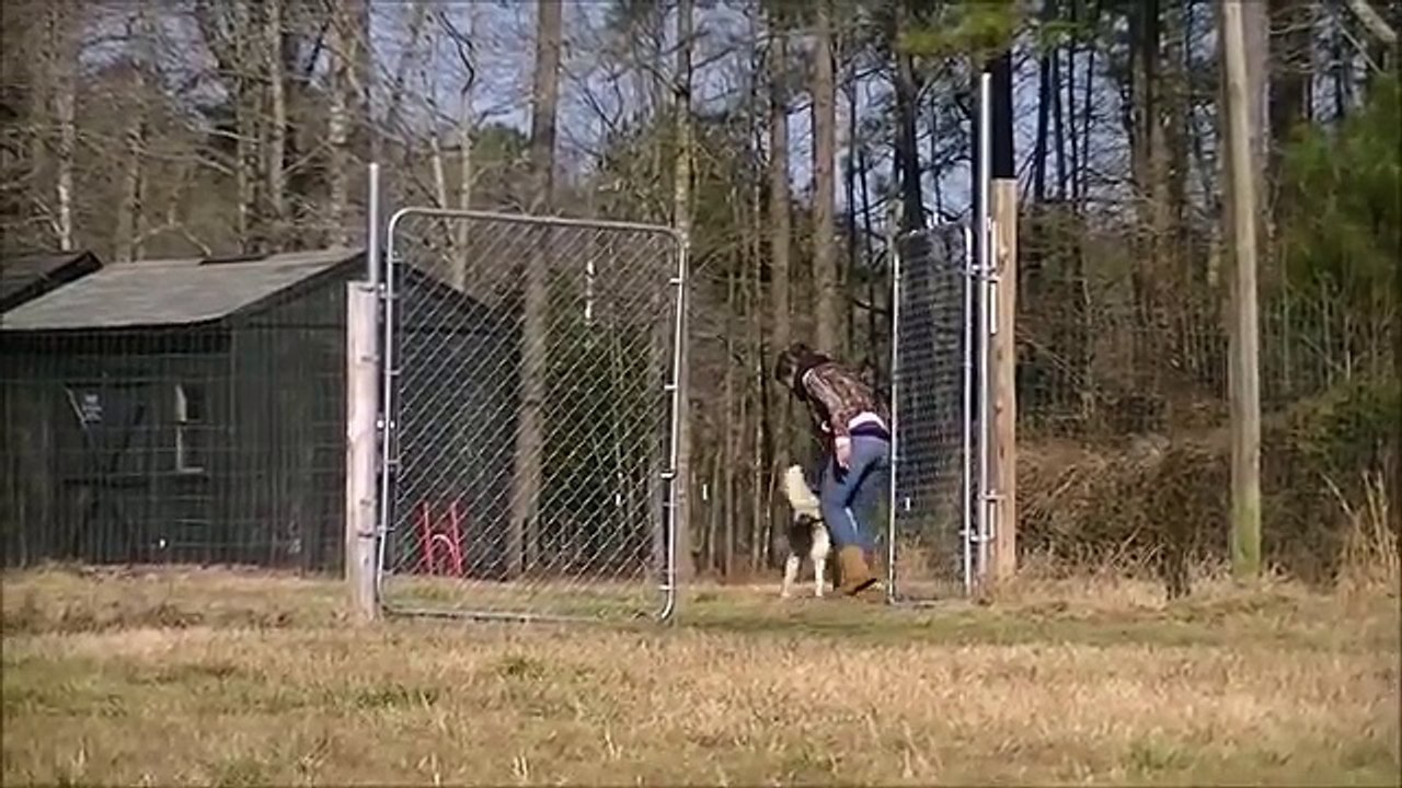 Cão que passou a vida toda acorrentado, corre solto em um campo vazio pela primeira vez