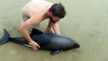 Guia avista bebê golfinho encalhado na praia e seu o resgate incrível é capturado em vídeo