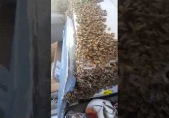 Man Drives Home With Swarm of Bees Loose Inside His Truck