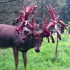 Buck Sheds Antlers