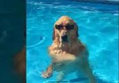 World's Coolest Dog Chilling in a Pool