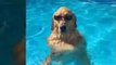 World's Coolest Dog Chilling in a Pool