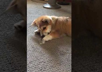 Adorable Pup Plays With Ice Cube For The First Time