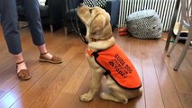 LIVE: Sunny, the 15-week-old guide dog in training has already learned SO much and he's showing off his skills for us today 