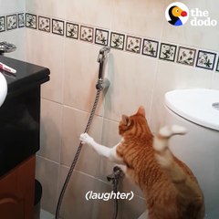 This cat loves water so much he BEGS to play in the shower 