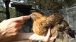 How to tell a hen from a rooster with 2 month old chicks chickens