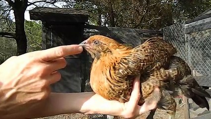 How to tell a hen from a rooster with 2 month old chicks chickens