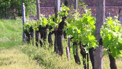 Seven chateaux and counting: Chinese billionaire big in Bordeaux