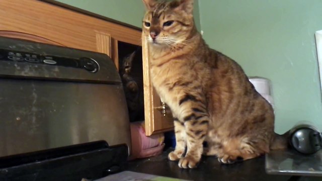 Un chat ninja va sortir de nulle part pour cogner son pote