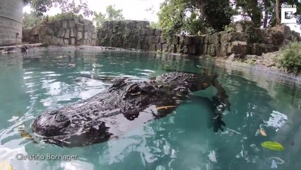 Il nage avec son meilleur ami, un alligator de 4m de long