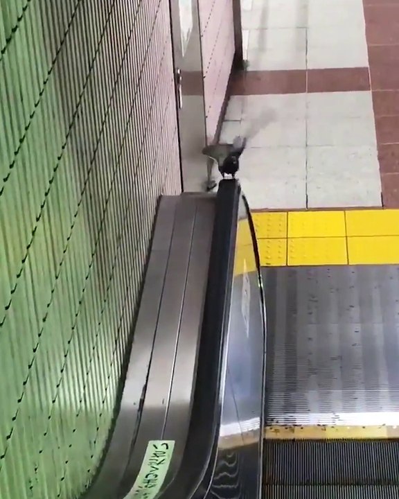 Les pigeons aussi font du sport sur tapis de course...