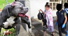 Pitbull Köpeğiyle Korkutarak Fuhuş Yaptırmışlar! 3 Kadın Film Gibi Operasyonla Kurtarıldı