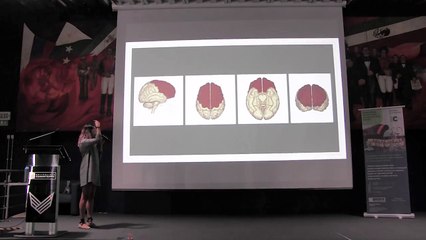 CONFERENCIA. El director ejecutivo del cerebro. El desarrollo de las funciones ejecutivas a lo largo de la infancia.