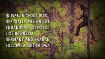 14 Mysterious Bigfoot Facts