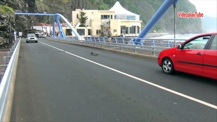 Duck lose their baby  you will cry | Ördek yavsunu kaybetti