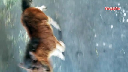 Baby miniature horse chasing me | Miniyatür at ve yaptığı oyunlar