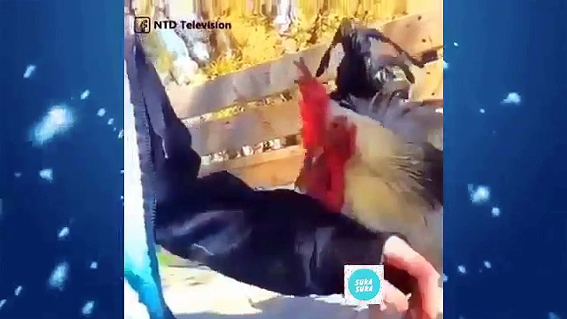 Amazing