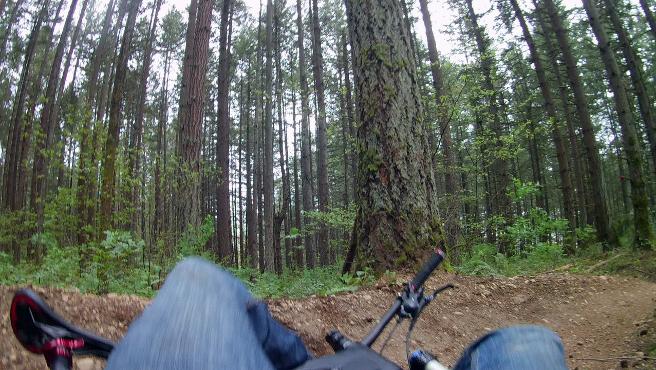 Biking into a Tree
