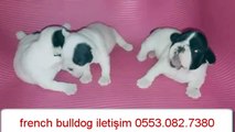 safkan erkek ve dişi fransız bulldog yavrular 0553.082.7380