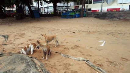 Who Let The Dogs Out Pattaya Beach   630 AM