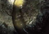 Local Angler Finds Rare Salamander in the Kiski River
