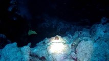 Diving Blue Hole Through Worm Hole
