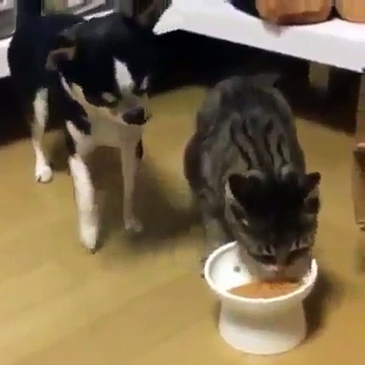 A rivalry between a cat and a dog