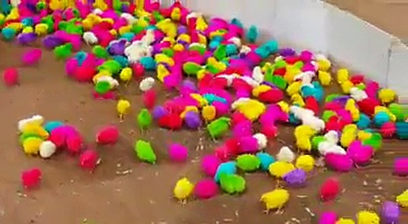 Farm ducklings colors amazing