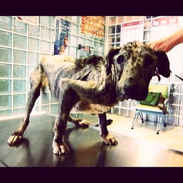 Эта страдающая собака хотела просто покинуть этот мир.Она еще не знала, что остались добрые люди