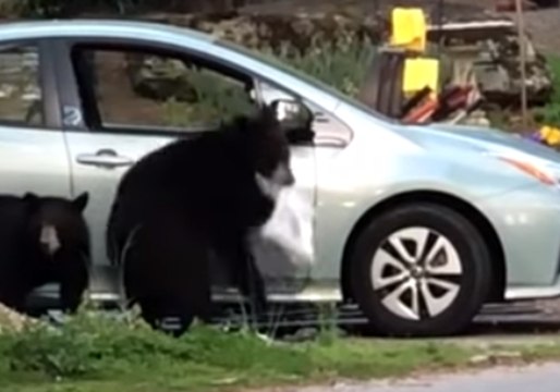 Trio of Black Bears Rummage Through Open Car in Asheville
