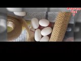 Whatsapp Viral V - Cobras laying eggs - Animals Giving Birth - India