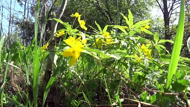 ВЛОГ В диспансер / Шутник на проводе / Леруа Мерлен 4.05.2018