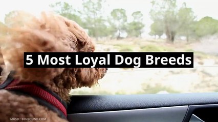 5 Most Loyal Dog Breeds