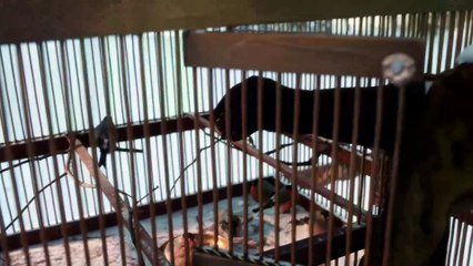 Ekaterina - Episódio 1 (Parte Final)