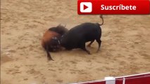 IMPRESIONANTE :Dos toros se noquean brutalmente
