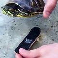Kaplumbağa booster