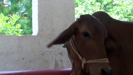 Kids drink milk straight from Indian cow's udders