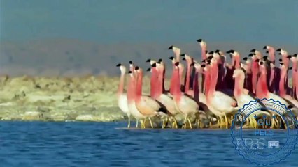 Bugün Dünya Dans Günü! yt/Giu Pels